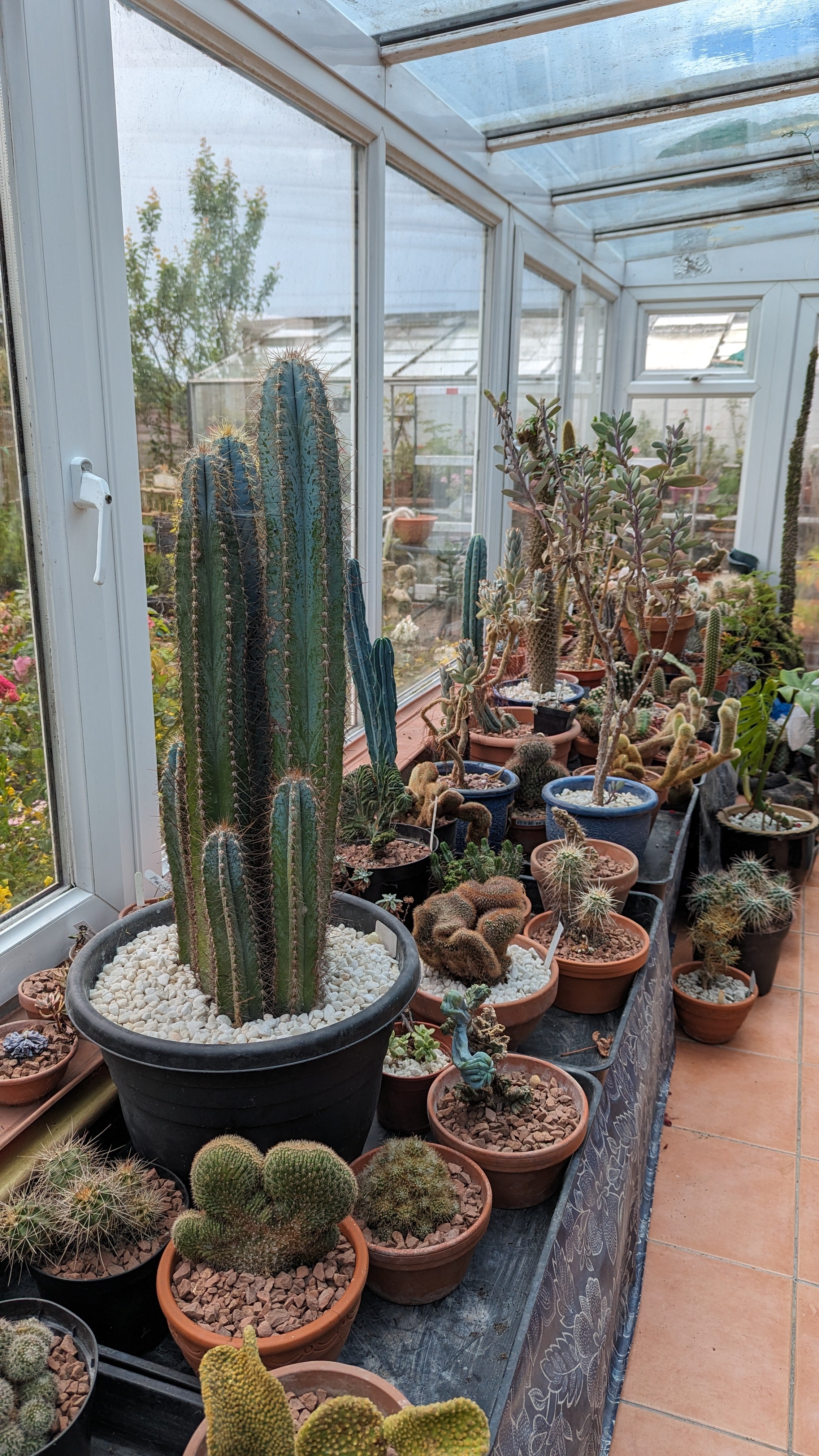 Roy & Carol's collection in Lowestoft Mint Plants