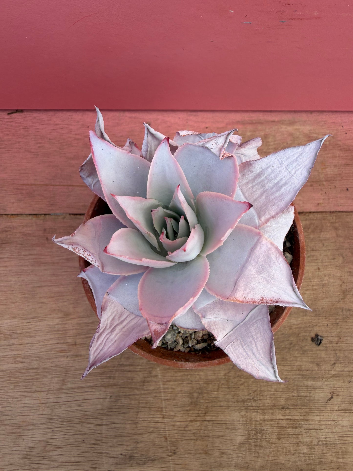 Echeveria ‘Cante’ (234)