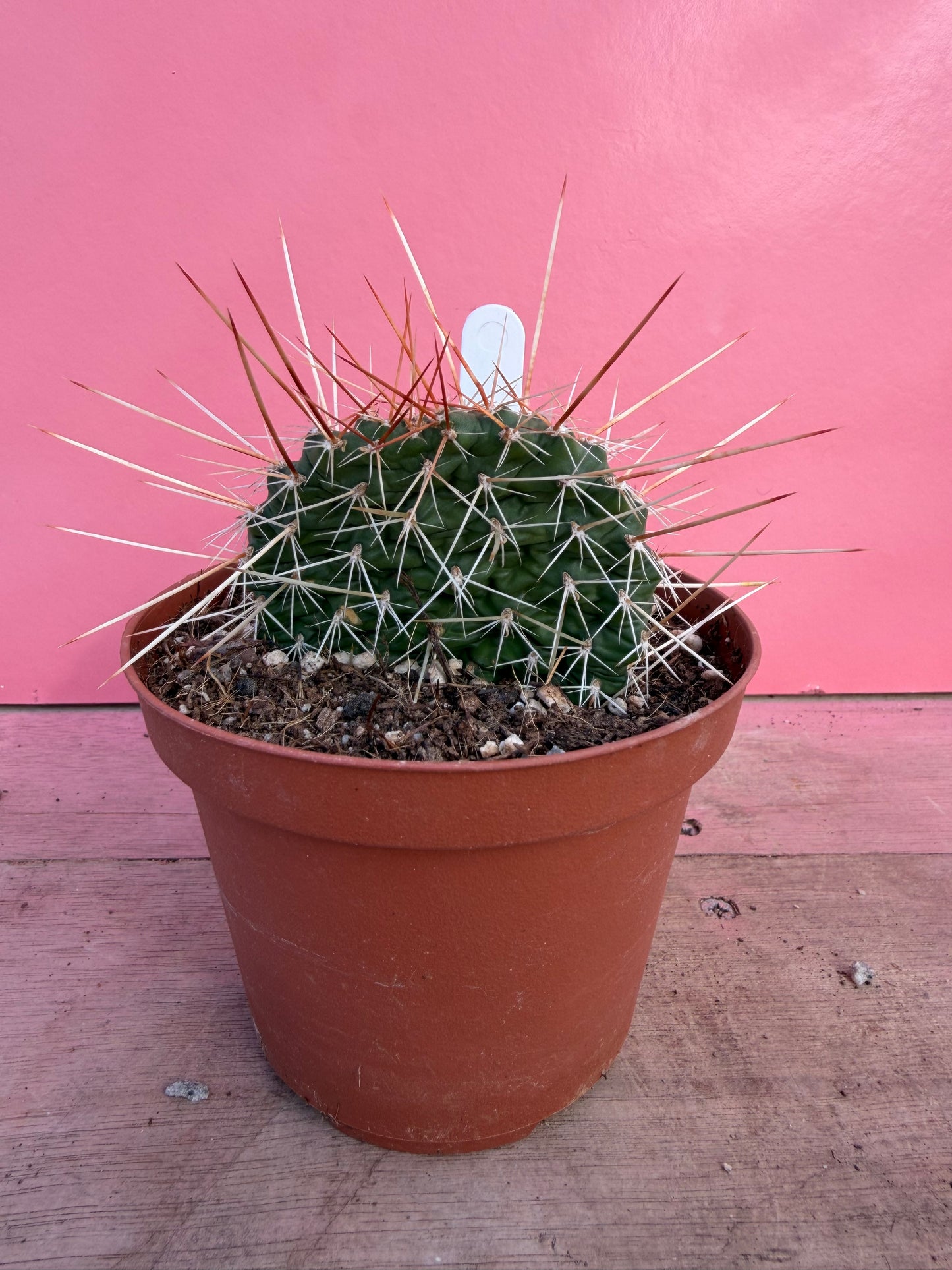 Opuntia hystricina (067)