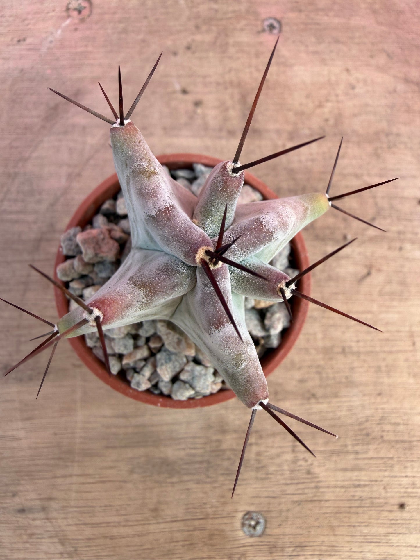 Pachycereus weberi (074)