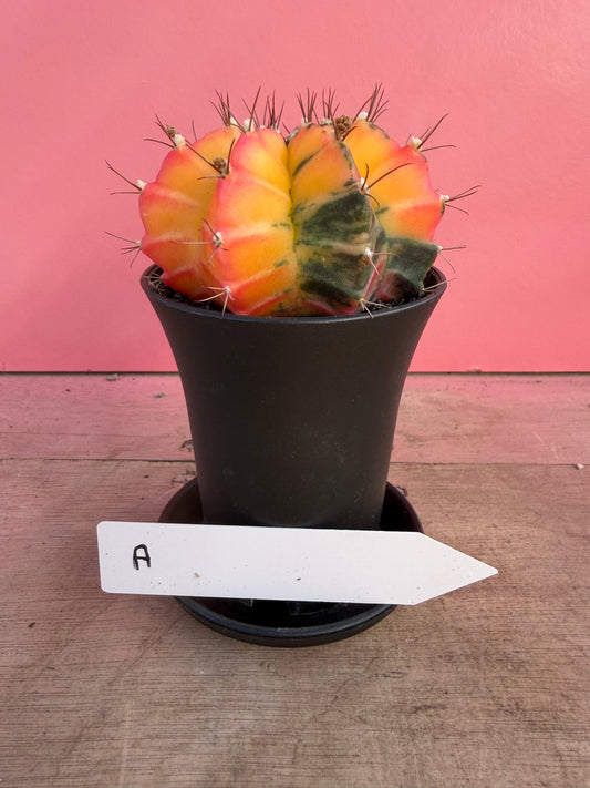 Gymnocalycium variegata