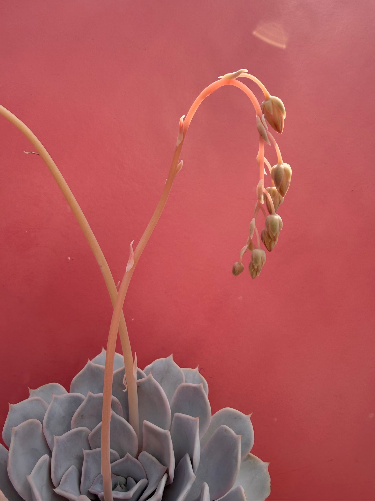 Echeveria species (226)