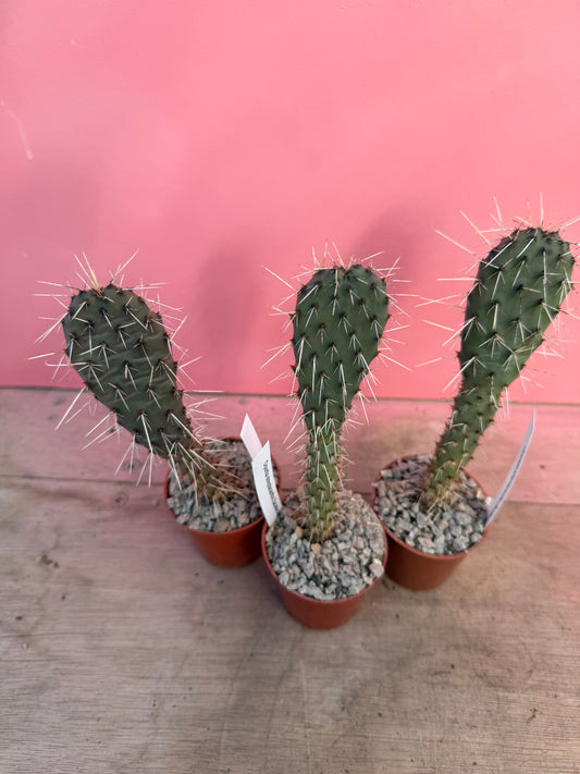 Opuntia streptacantha zacatecas 'Purple Prickly Pear' (066)