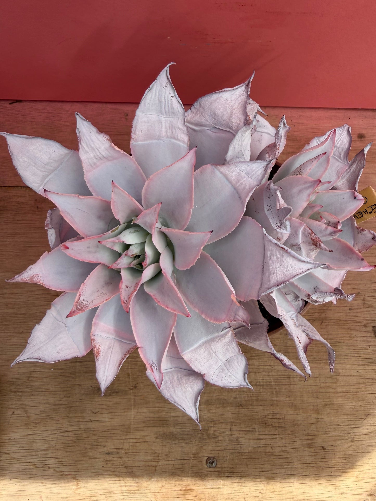 Echeveria ‘Cante’ (228)