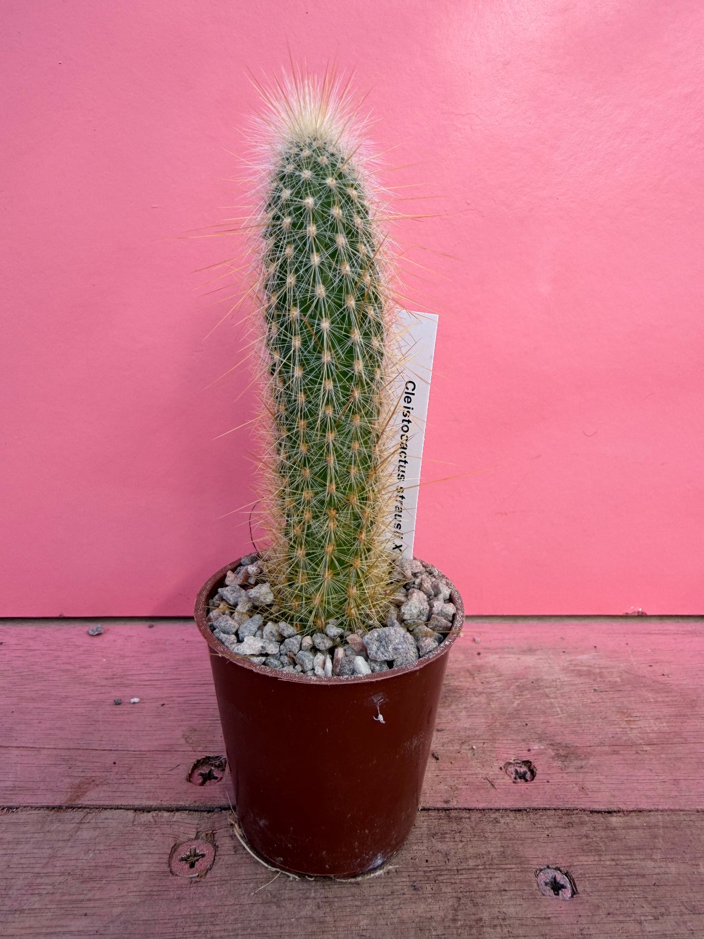 Cleistocactus strausii x c. smaragdiflorus (062)