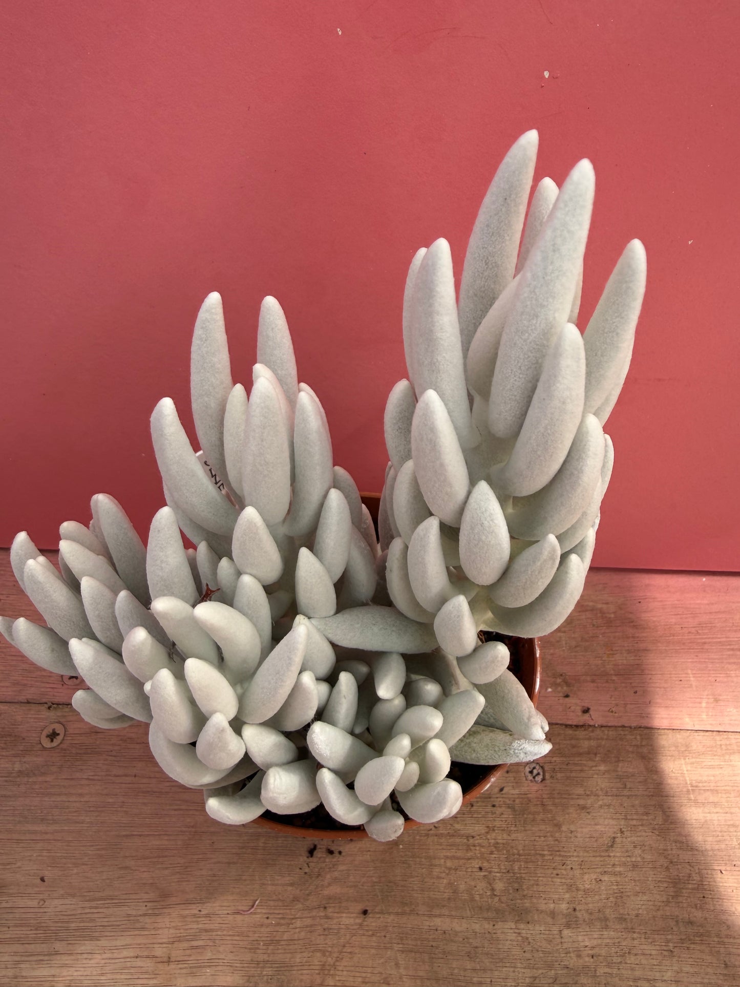 Senecio haworthii 'Mont Blanc' (251)