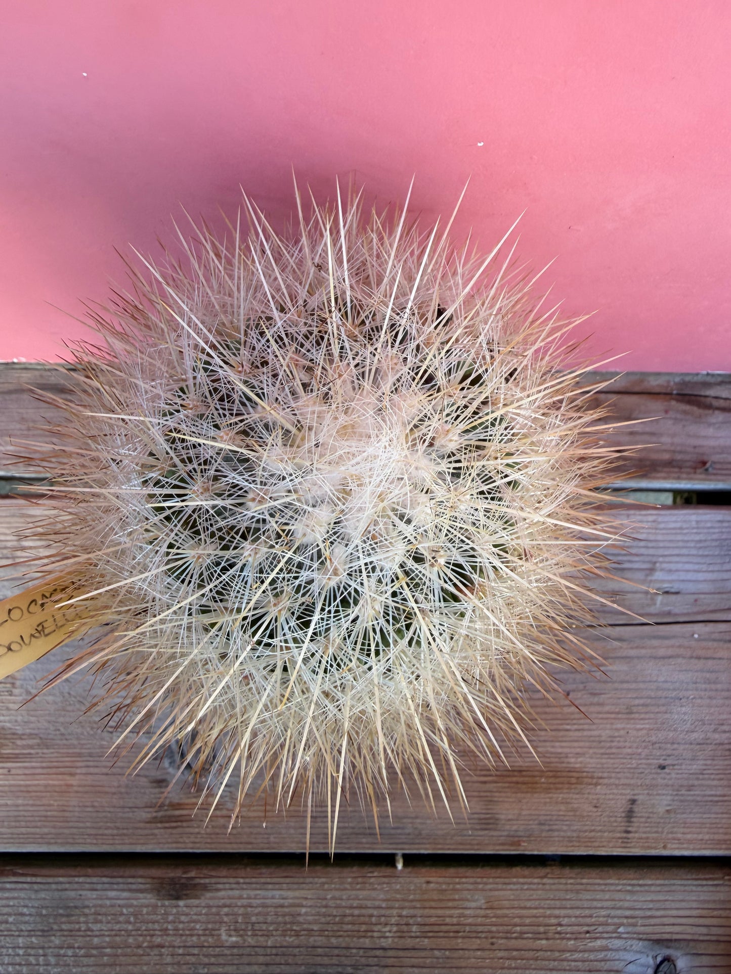 Thelocactus mcdonellii (1066)