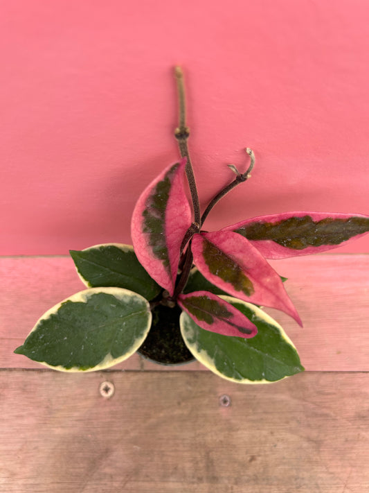 Hoya 'Flamingo Dream'