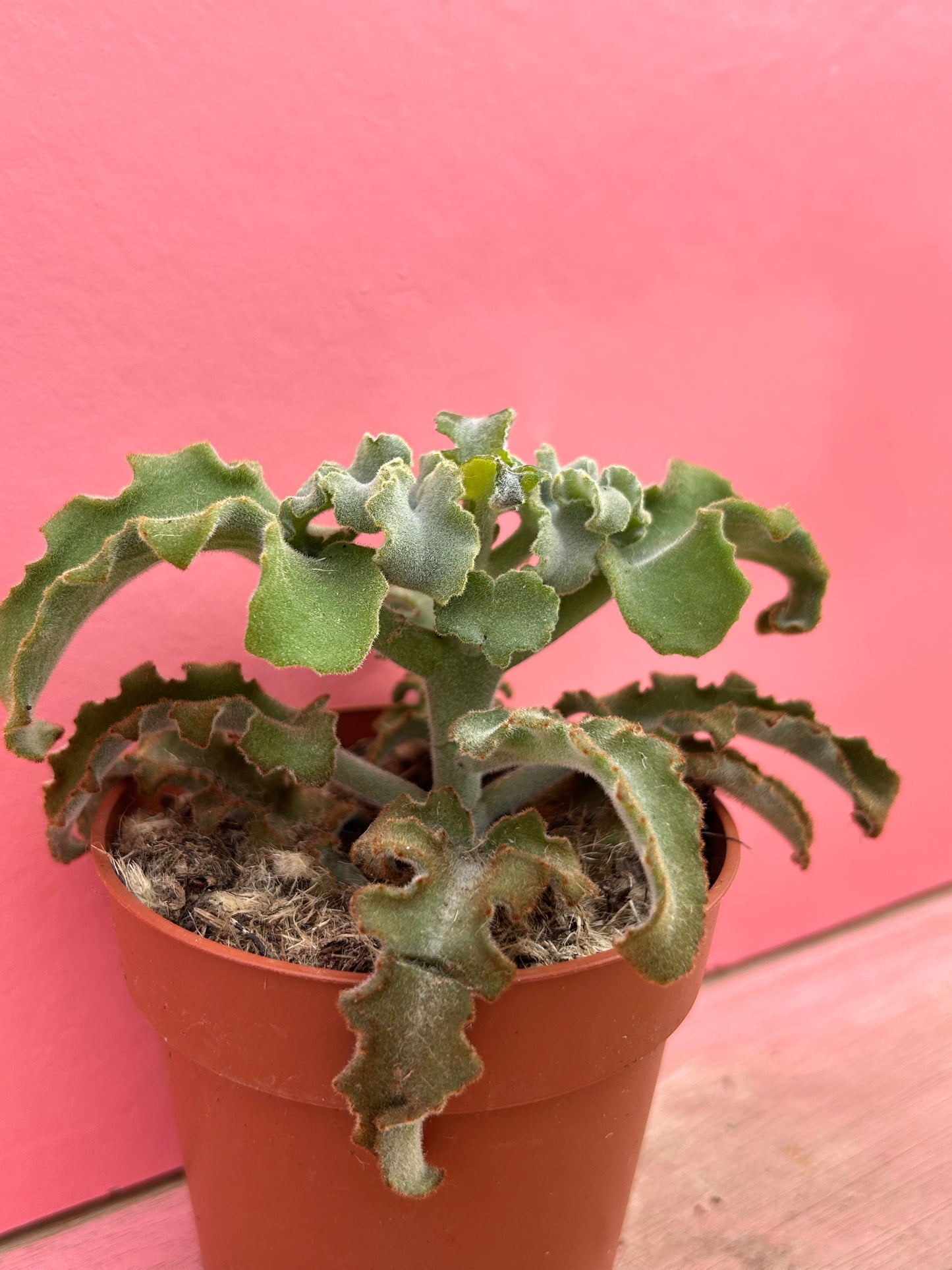 Kalanchoe maltese cross