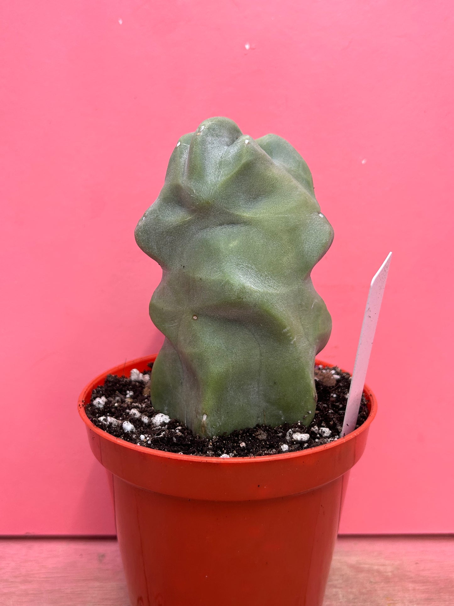 Pachycereus schottii monstrose (258)