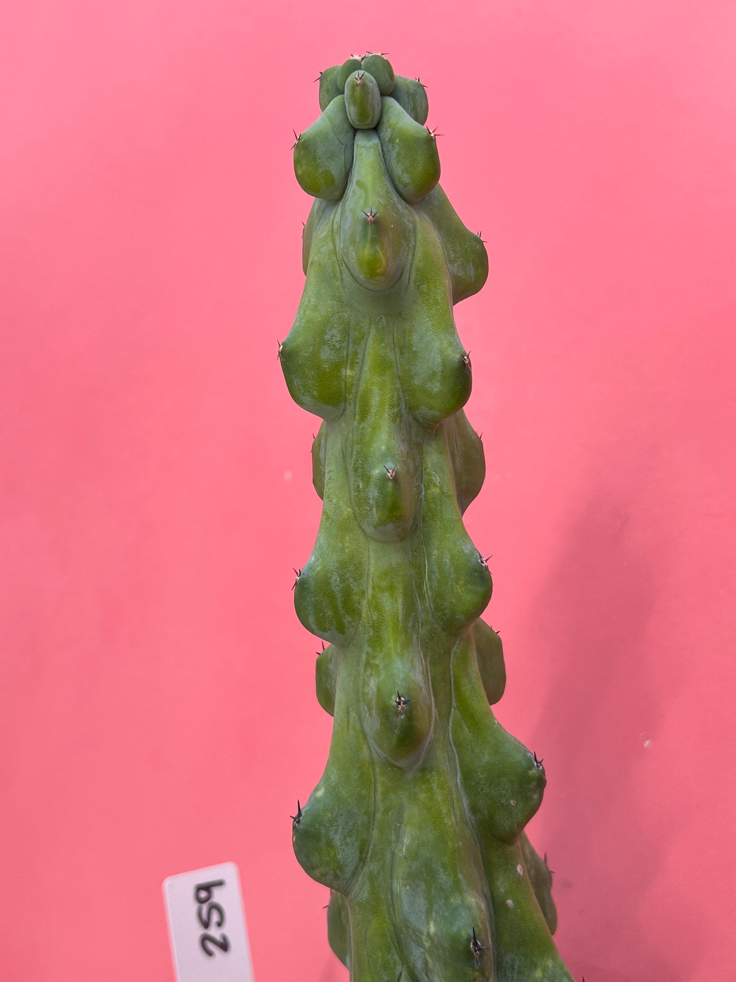 Myrtillocactus geometrizans 'Booby Cactus' (259)