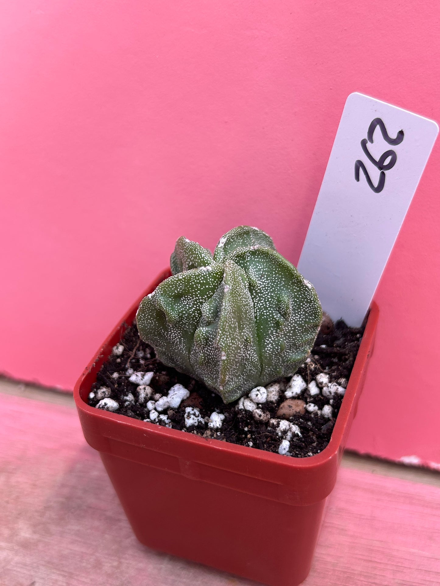 Astrophytum myriostigma 'Walnut' (262)