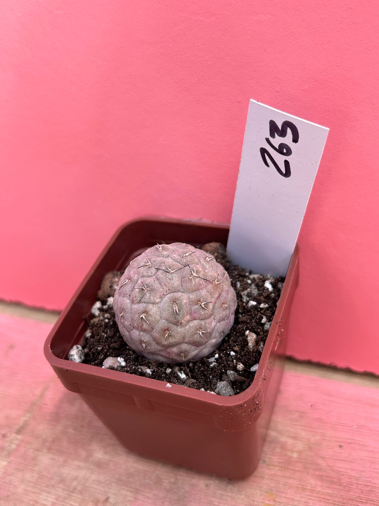 Tephrocactus geometricus (263)