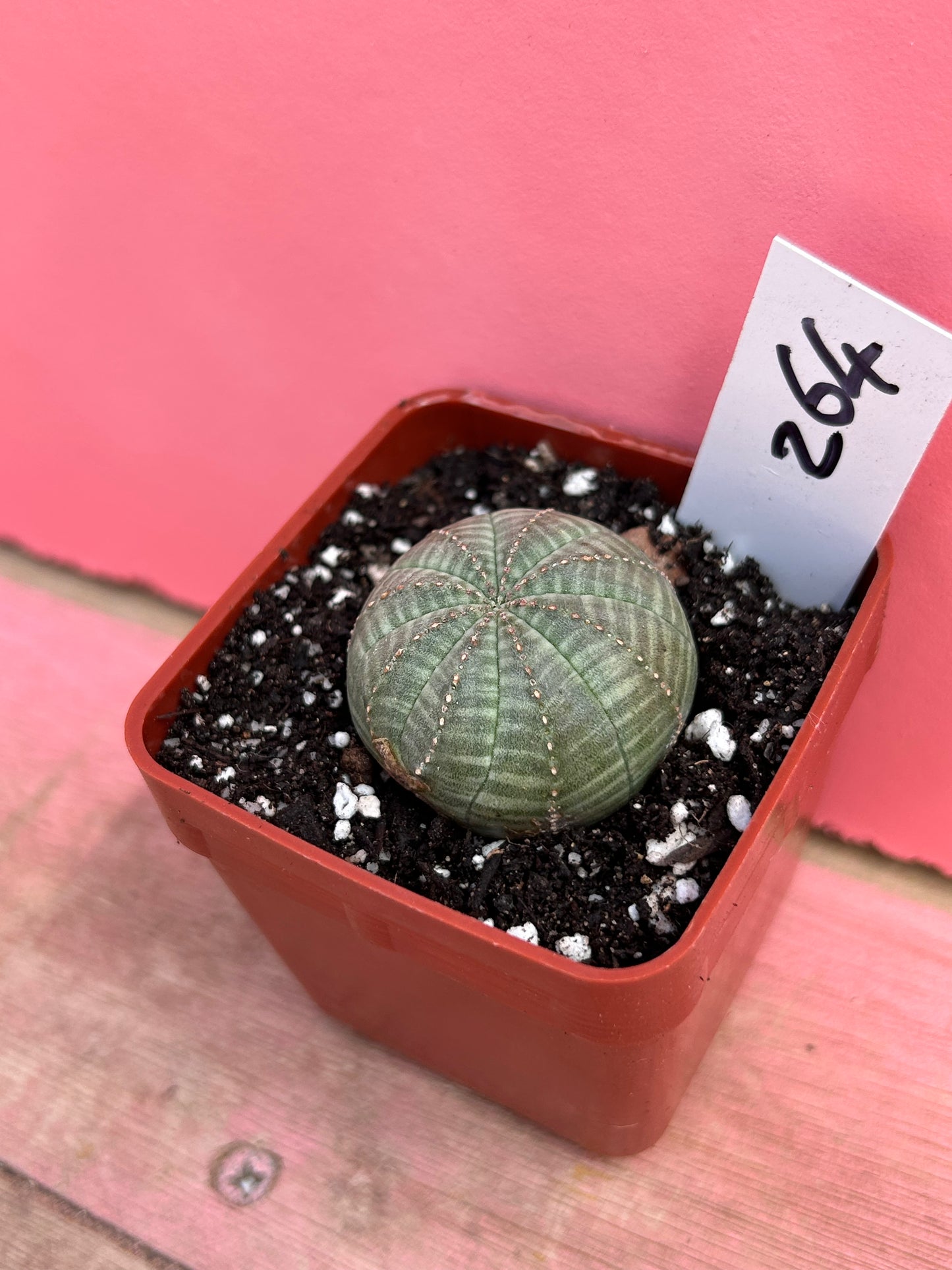 Euphorbia obesa (264)
