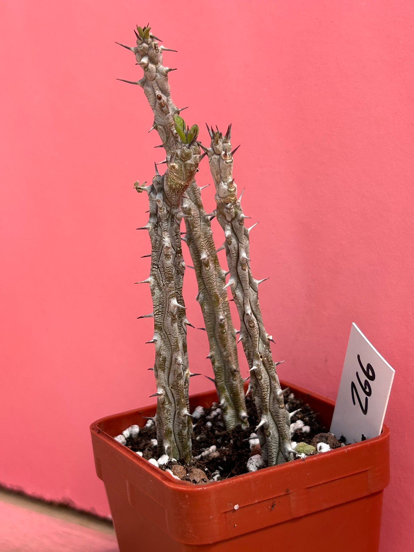 Alluaudia procera (266)