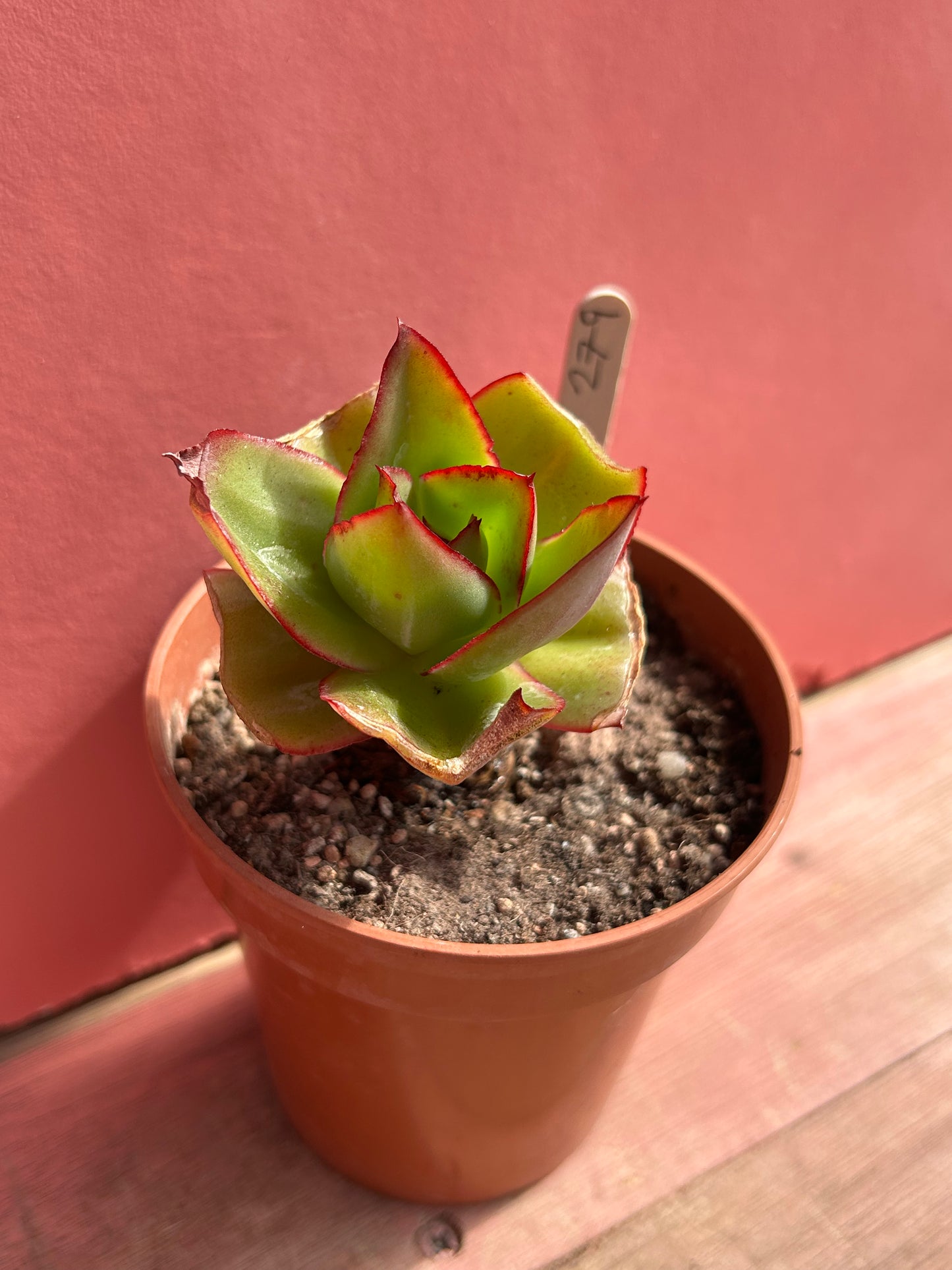Echeveria species (279)