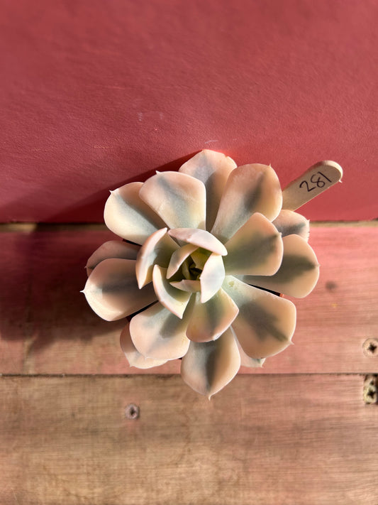 Echeveria runyonii variegata (281)
