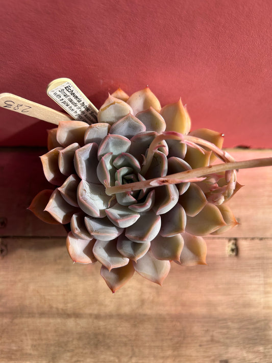 Echeveria hybrid summer dream (283)