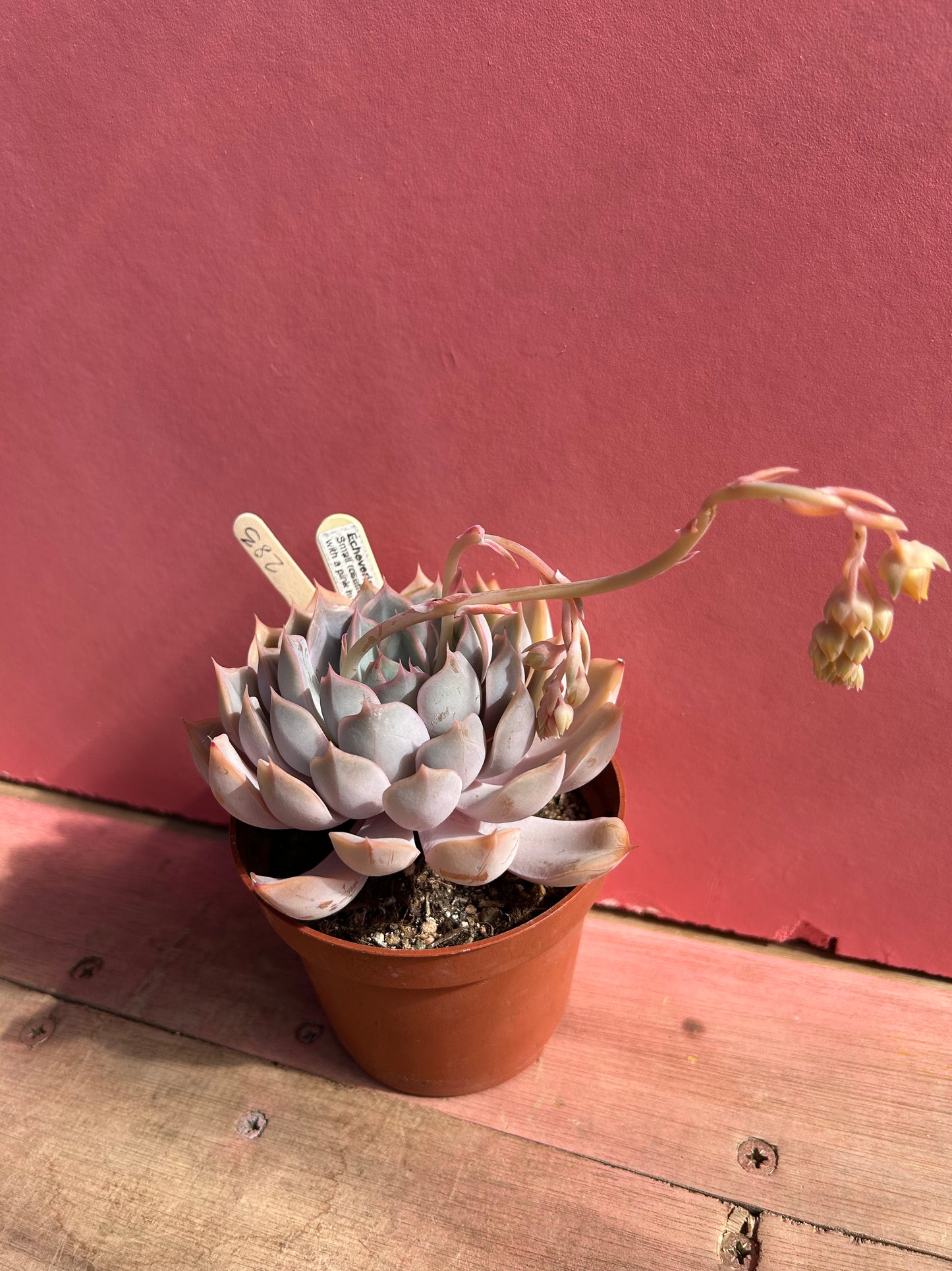 Echeveria hybrid summer dream (283)
