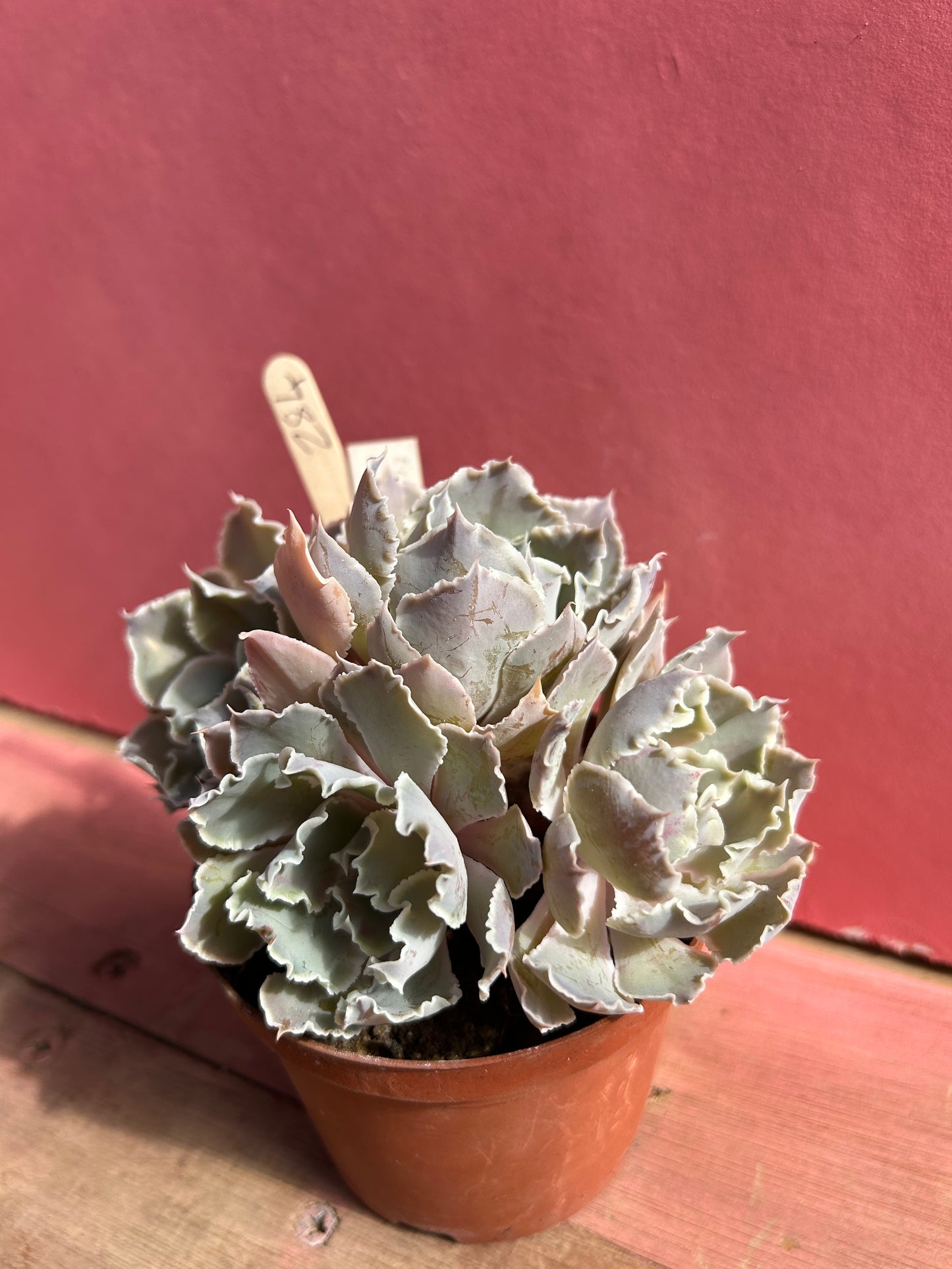 Echeveria shaviana (284)