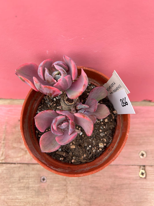 Echeveria tolimanesis (266)