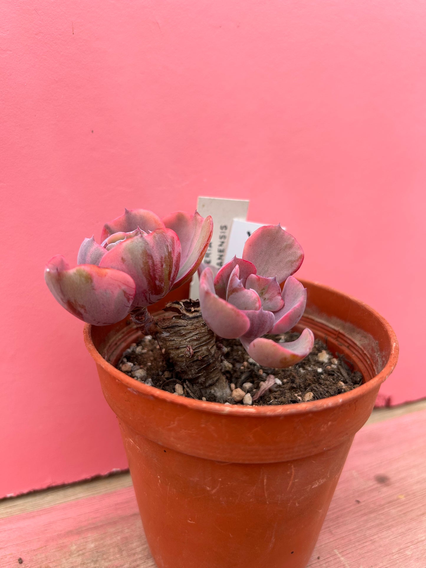 Echeveria tolimanesis (266)