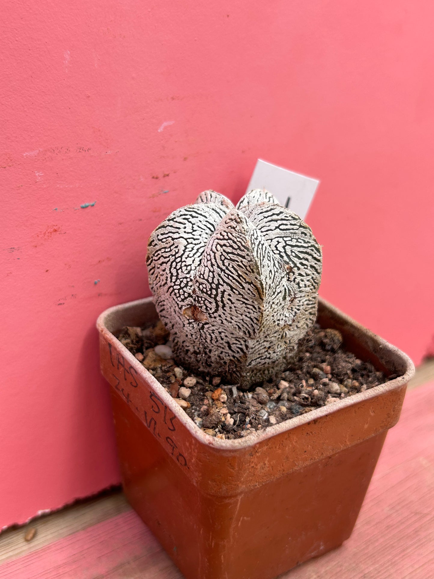 Astrophytum superkabuto onzuka (312)