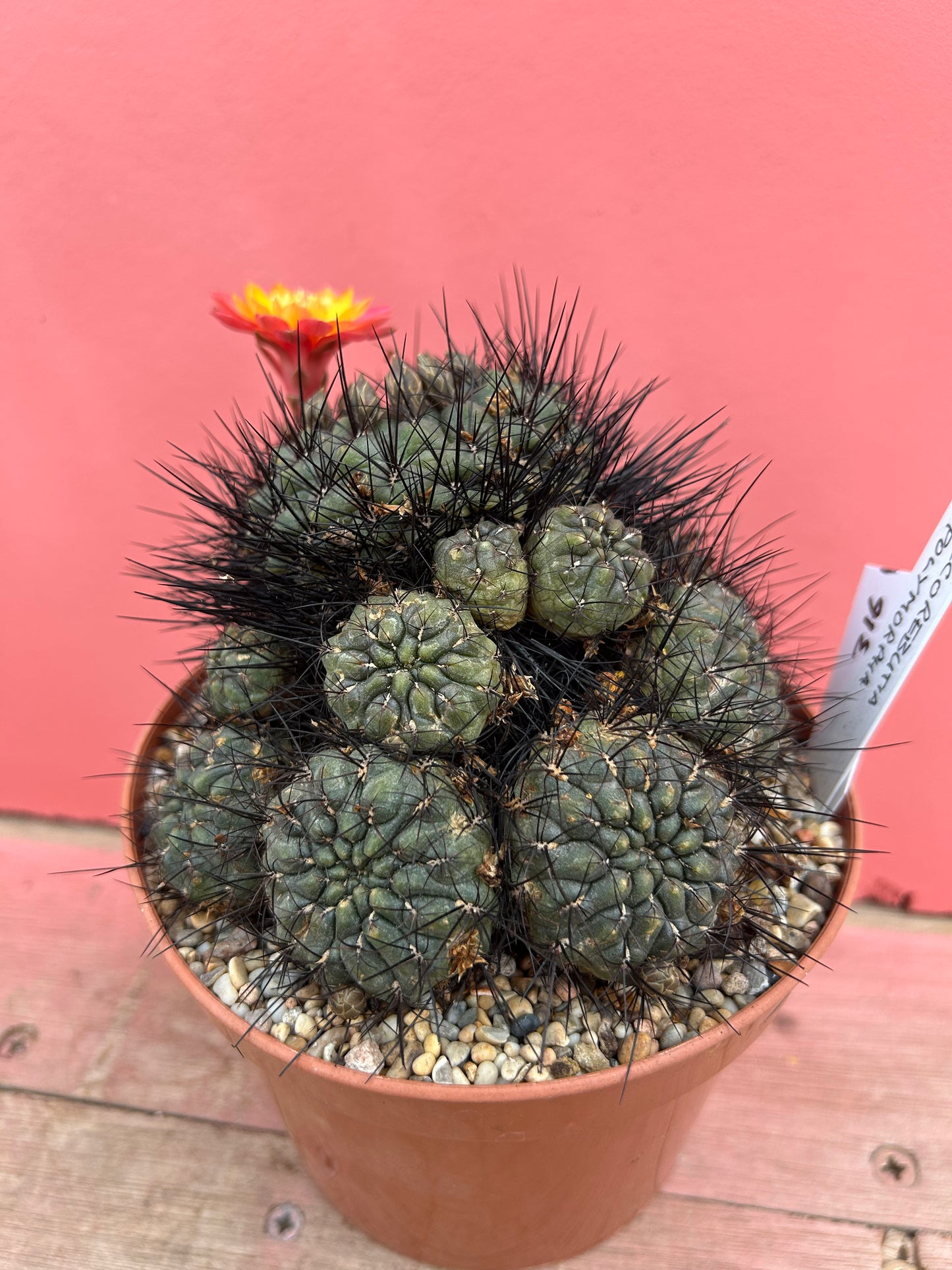 Sulcorebutia polymorpha (316)