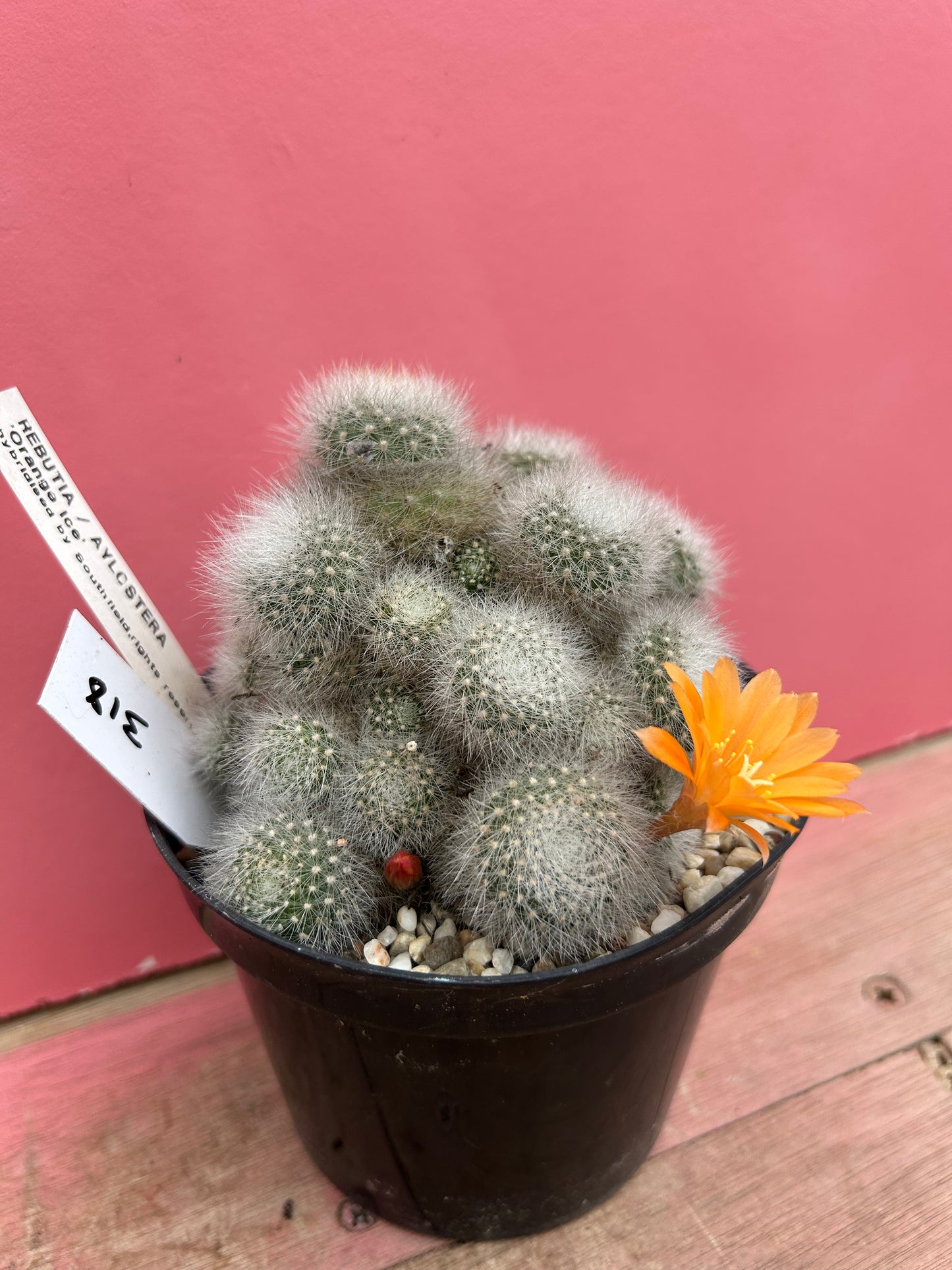 Rebutia / aylostera 'orange ice' (318)