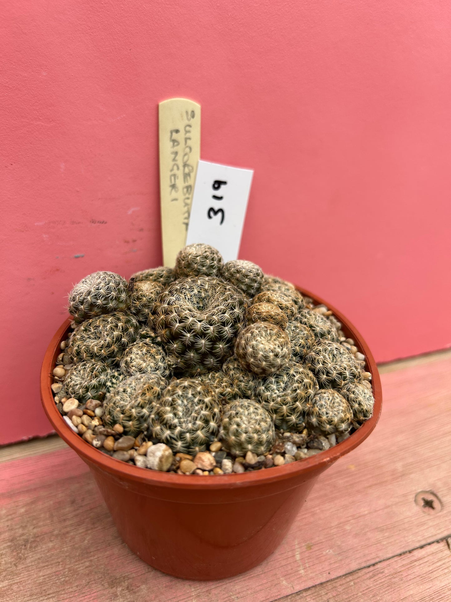 Sulcorebutia langeri (319)
