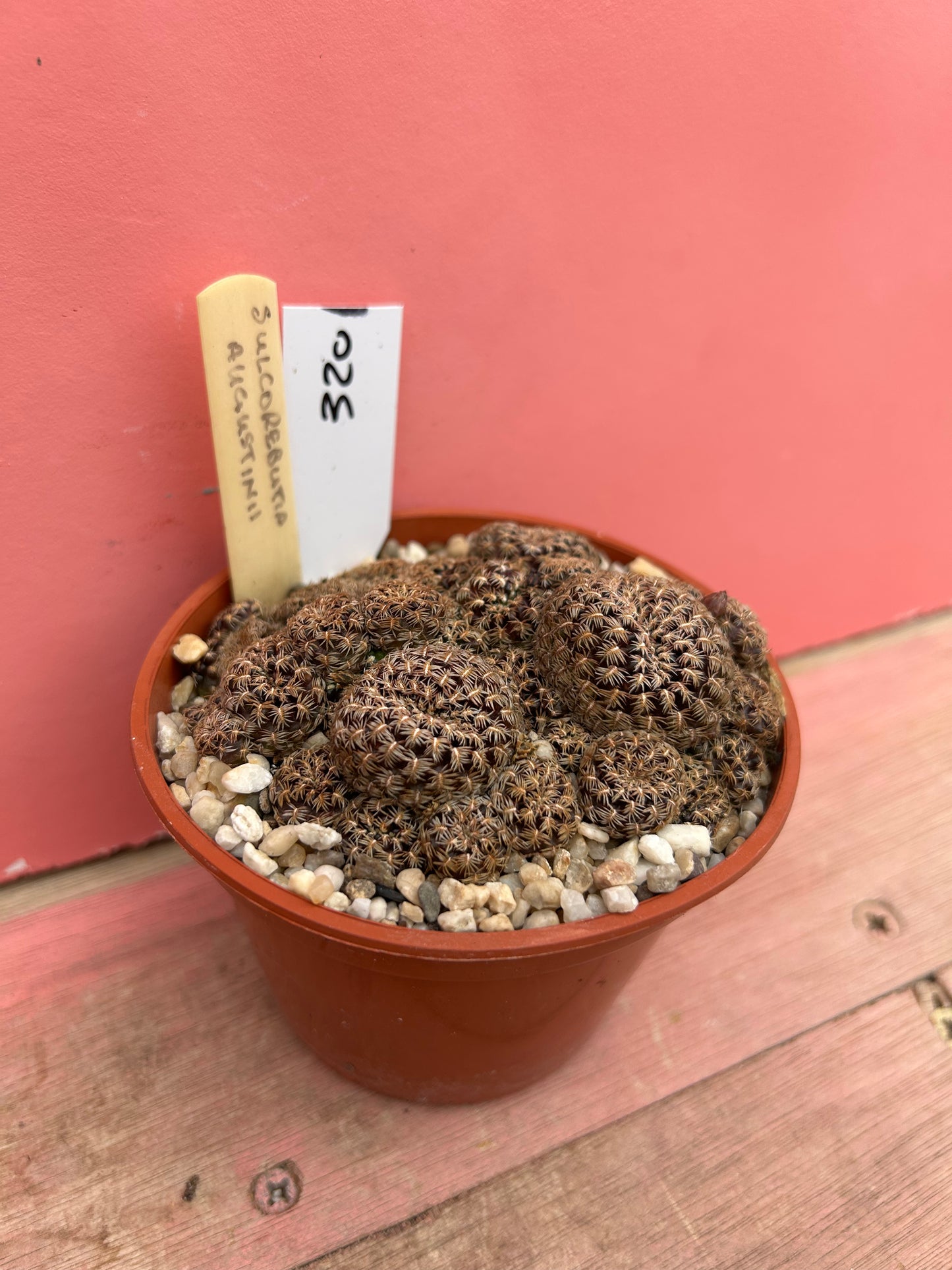 Sulcorebutia augustinii (320)