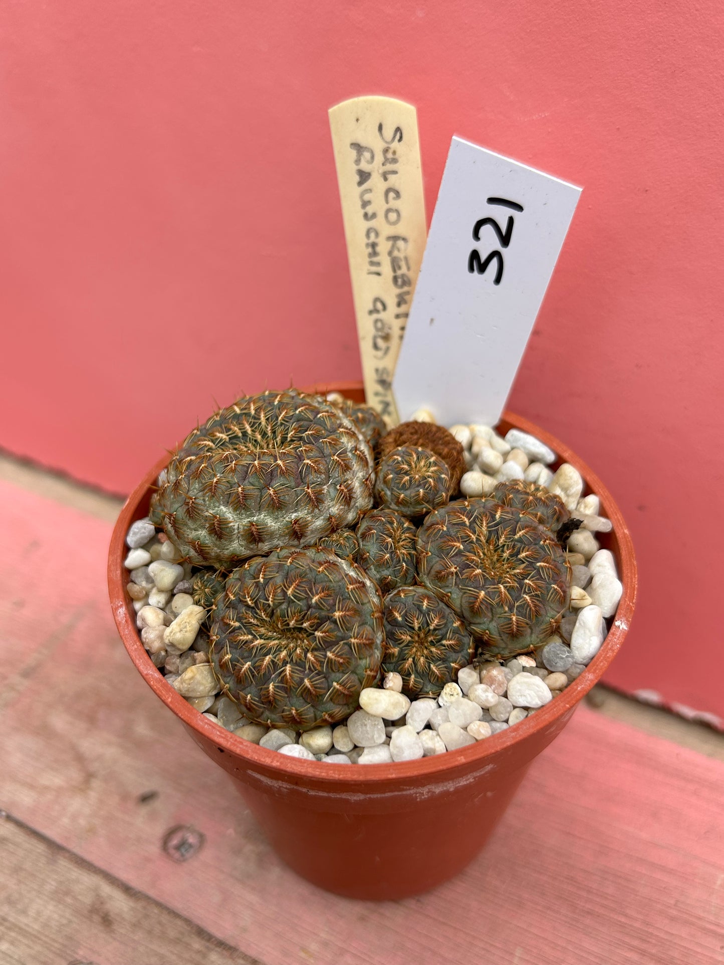Sulcorebutia rauschii 'Gold Spine' (321)