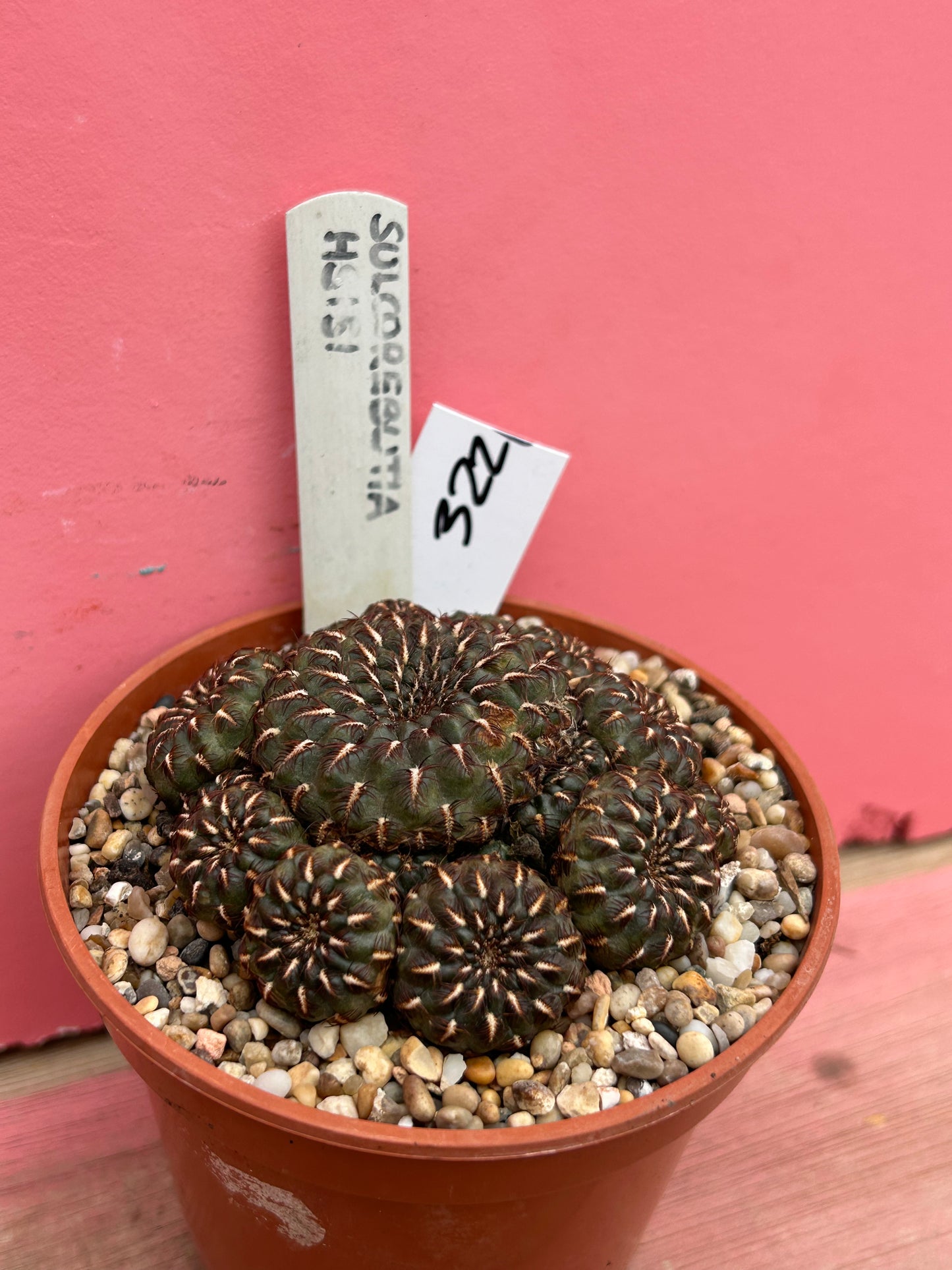 Sulcorebutia 'HS 151' (322)