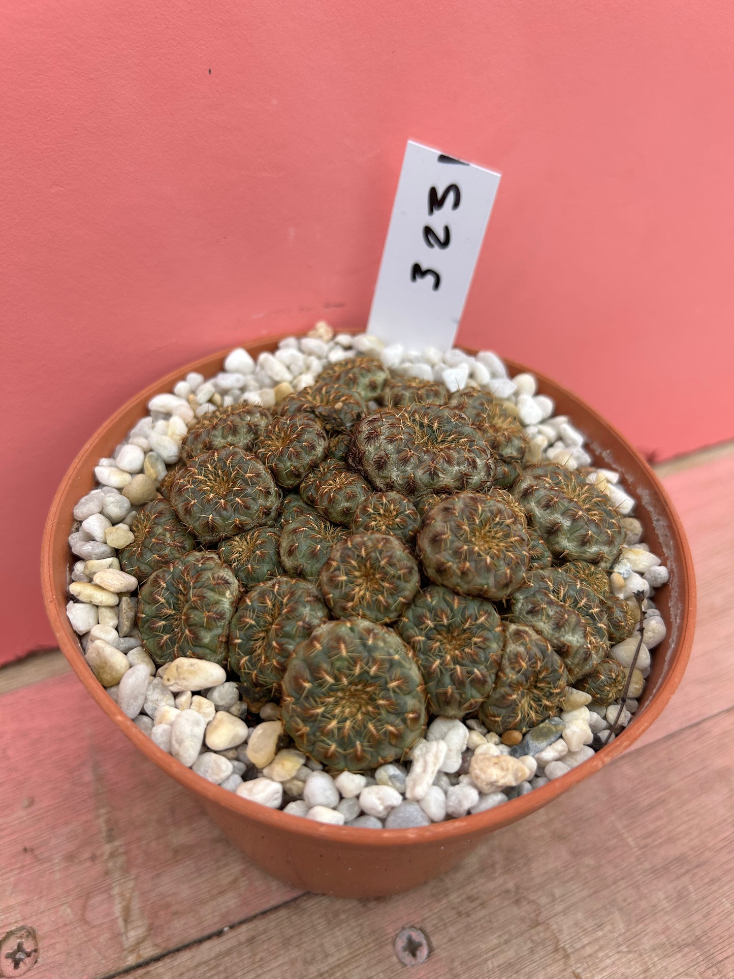 Sulcorebutia rauschii 'Gold Spine' (323)