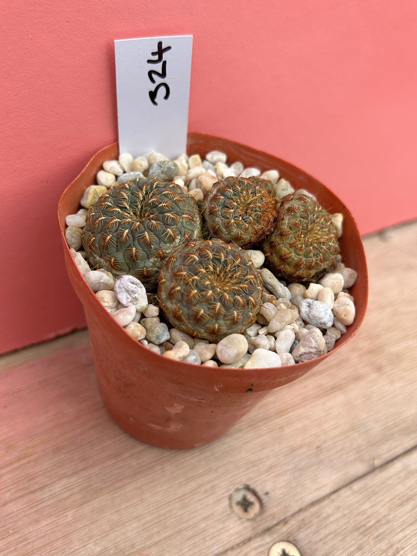 Sulcorebutia rauschii 'Gold Spine' (324)