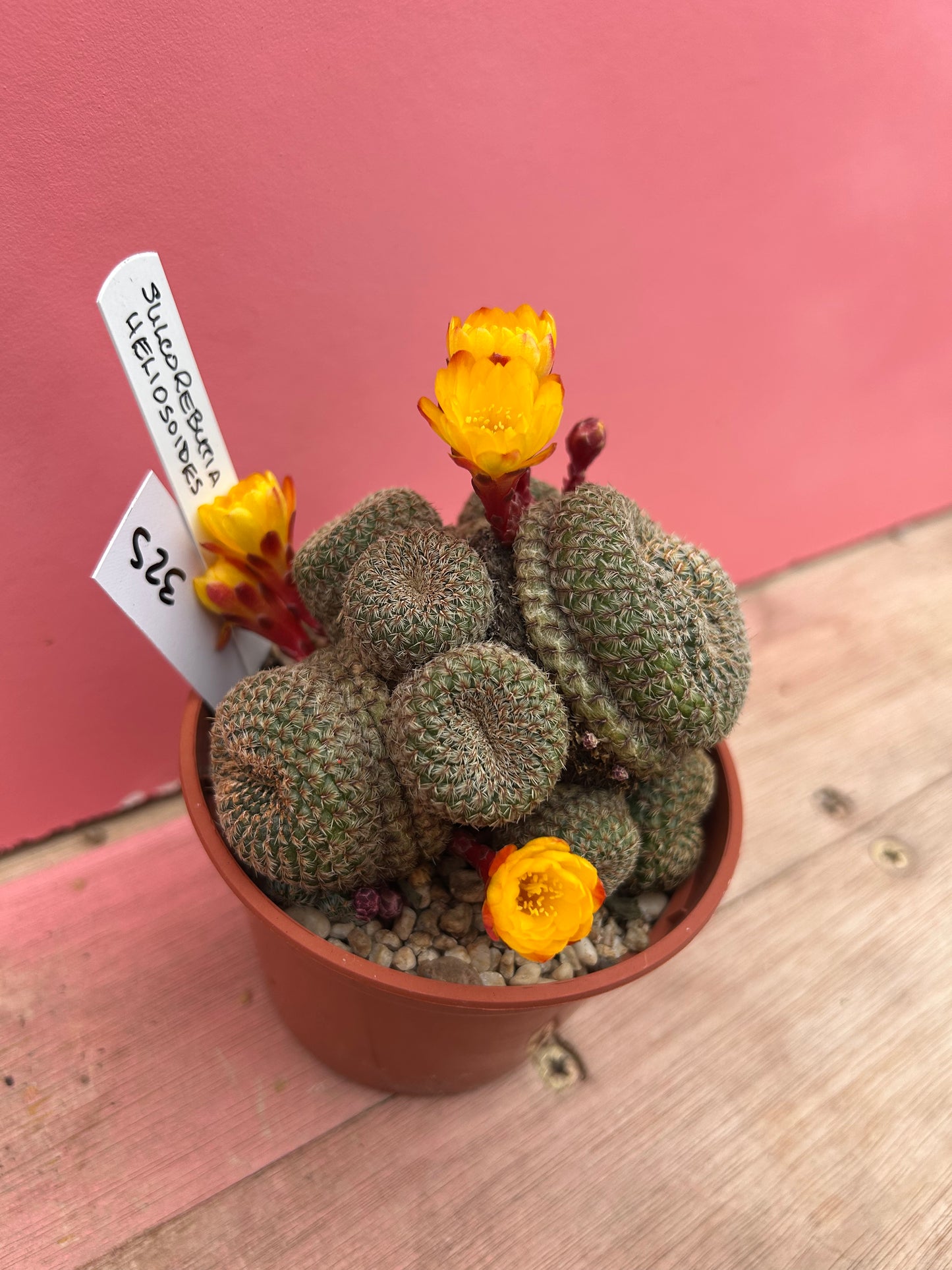 Sulcorebutia heliosoides (325)