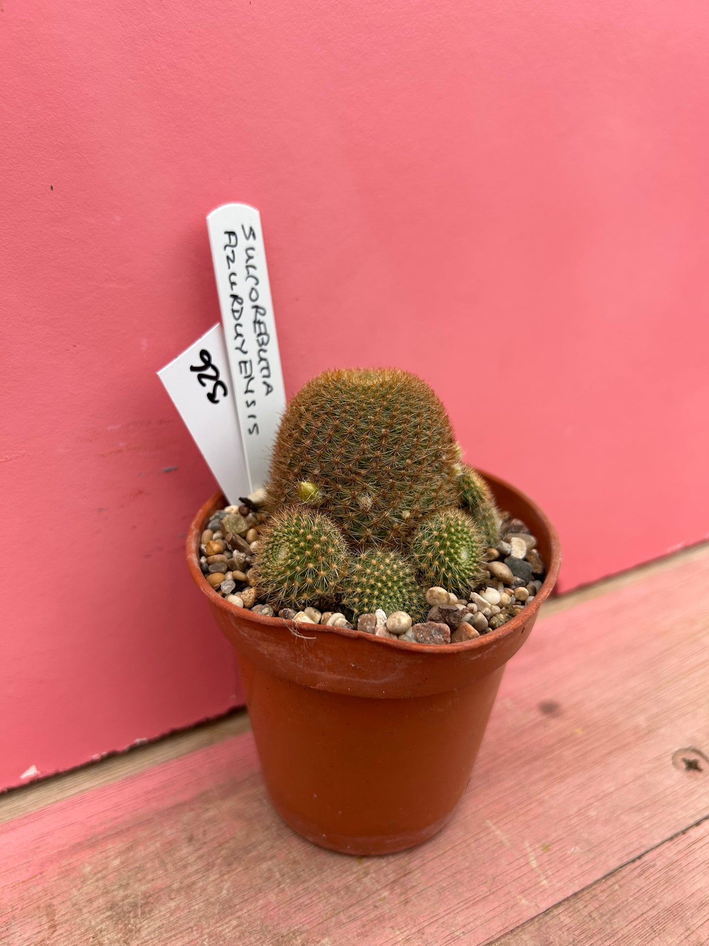 Sulcorebutia azurduyensis (326)