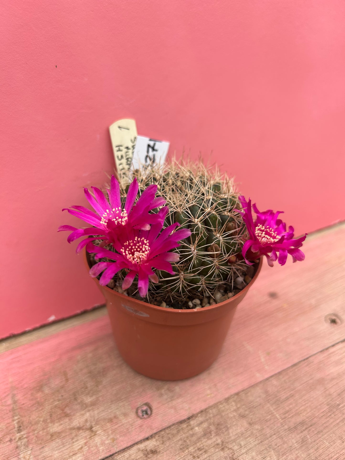 Sulcorebutia murpurea (327)