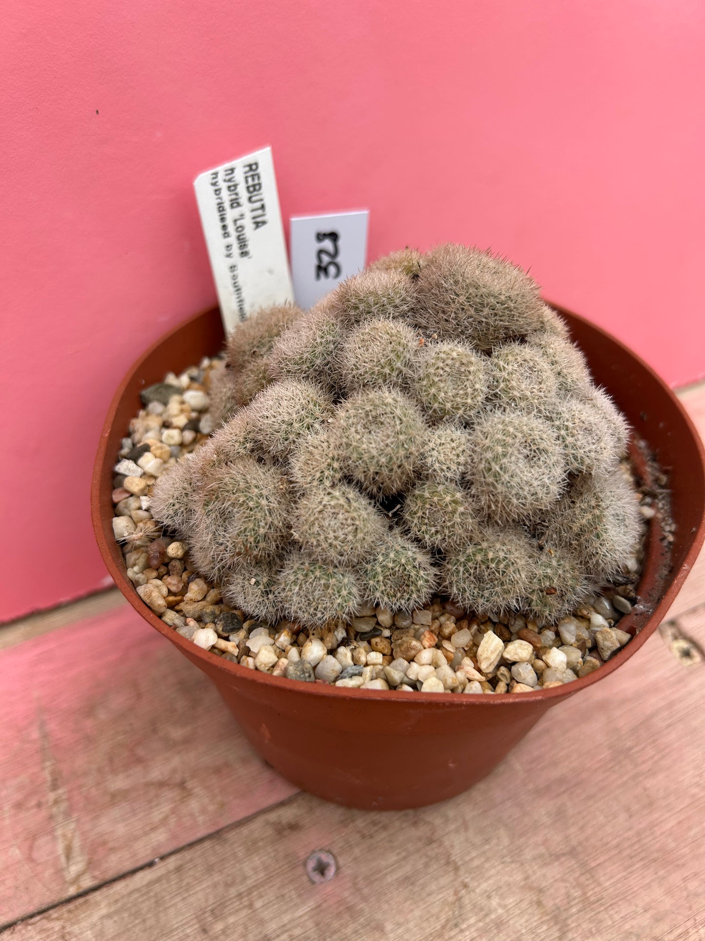 Sulcorebutia hybrid 'Louisa' (328)