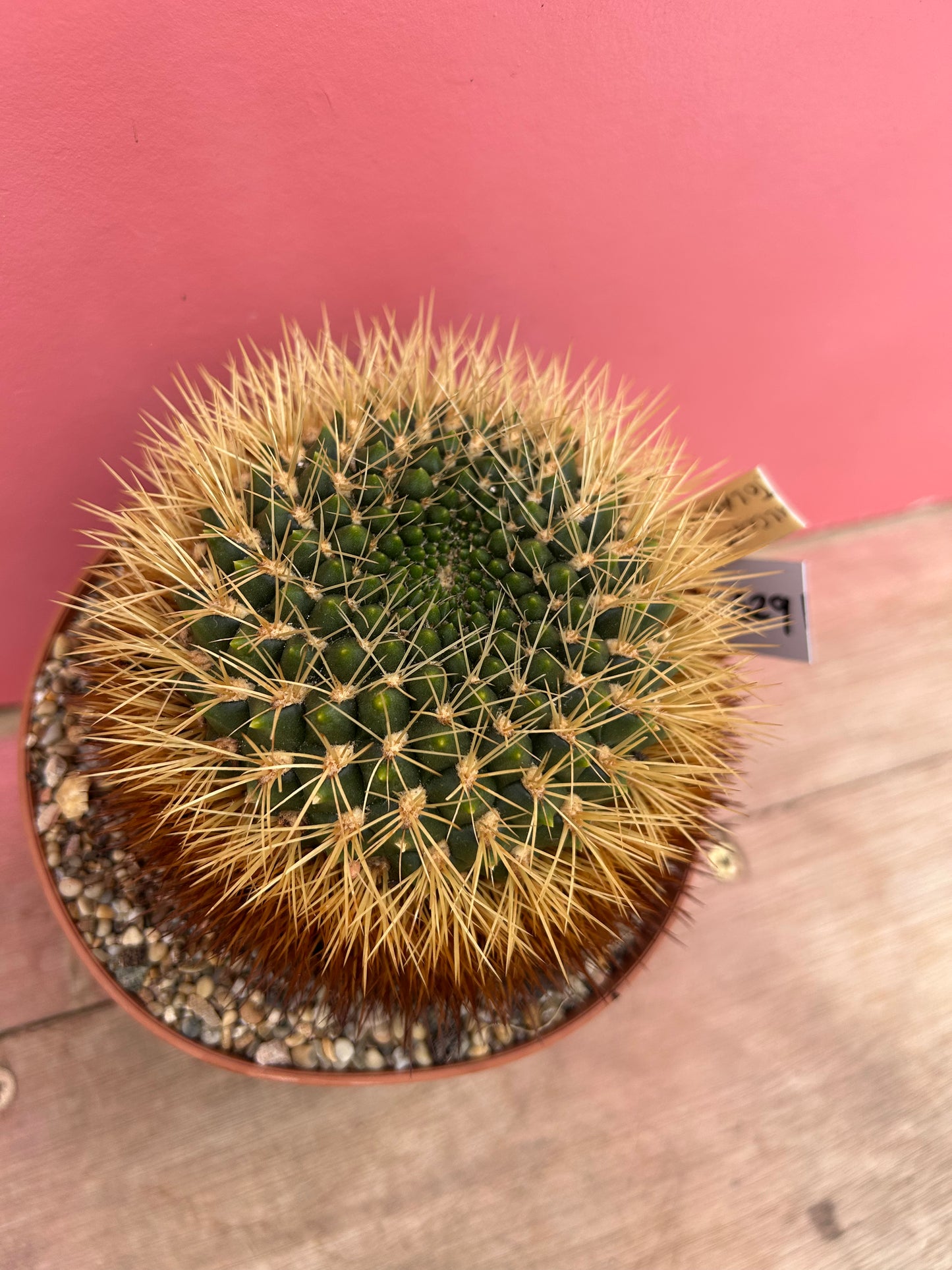 Sulcorebutia purpurea var. jolantana (329)