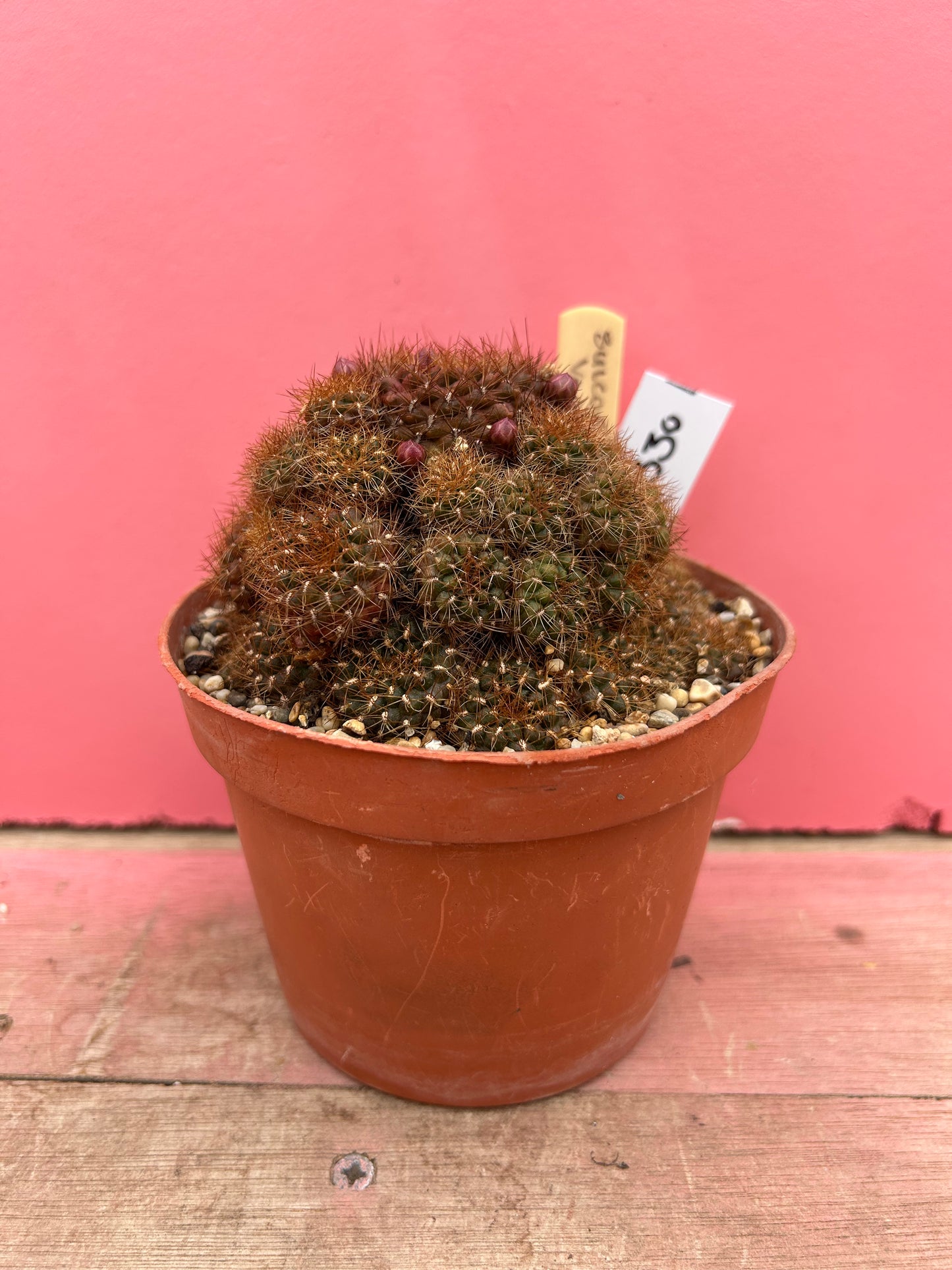 Sulcorebutia vargassii (330)