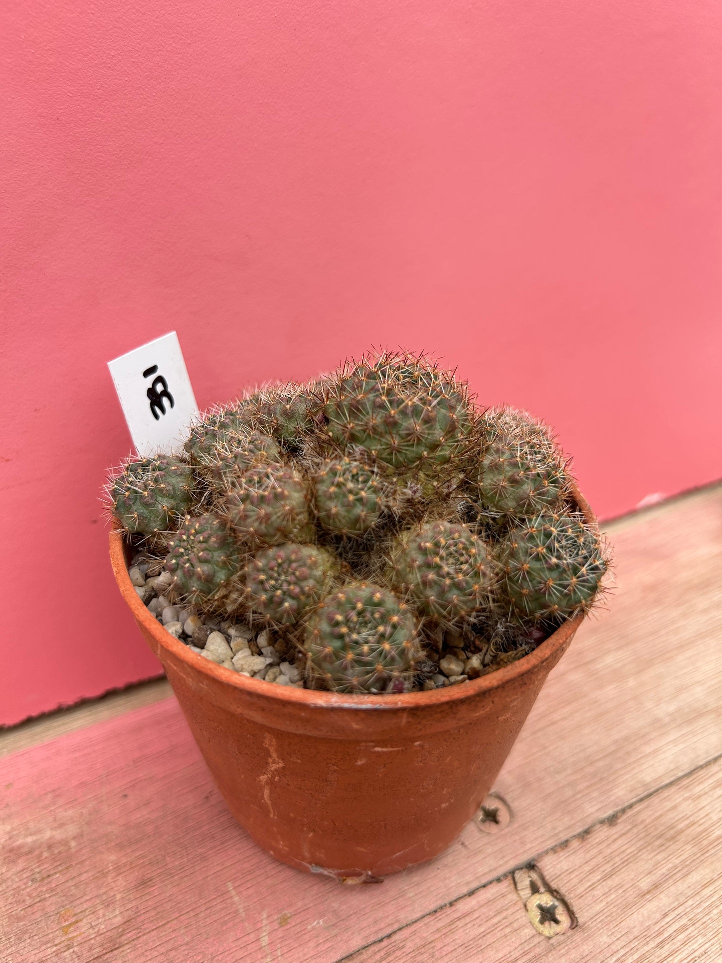 Sulcorebutia vargassii (331)