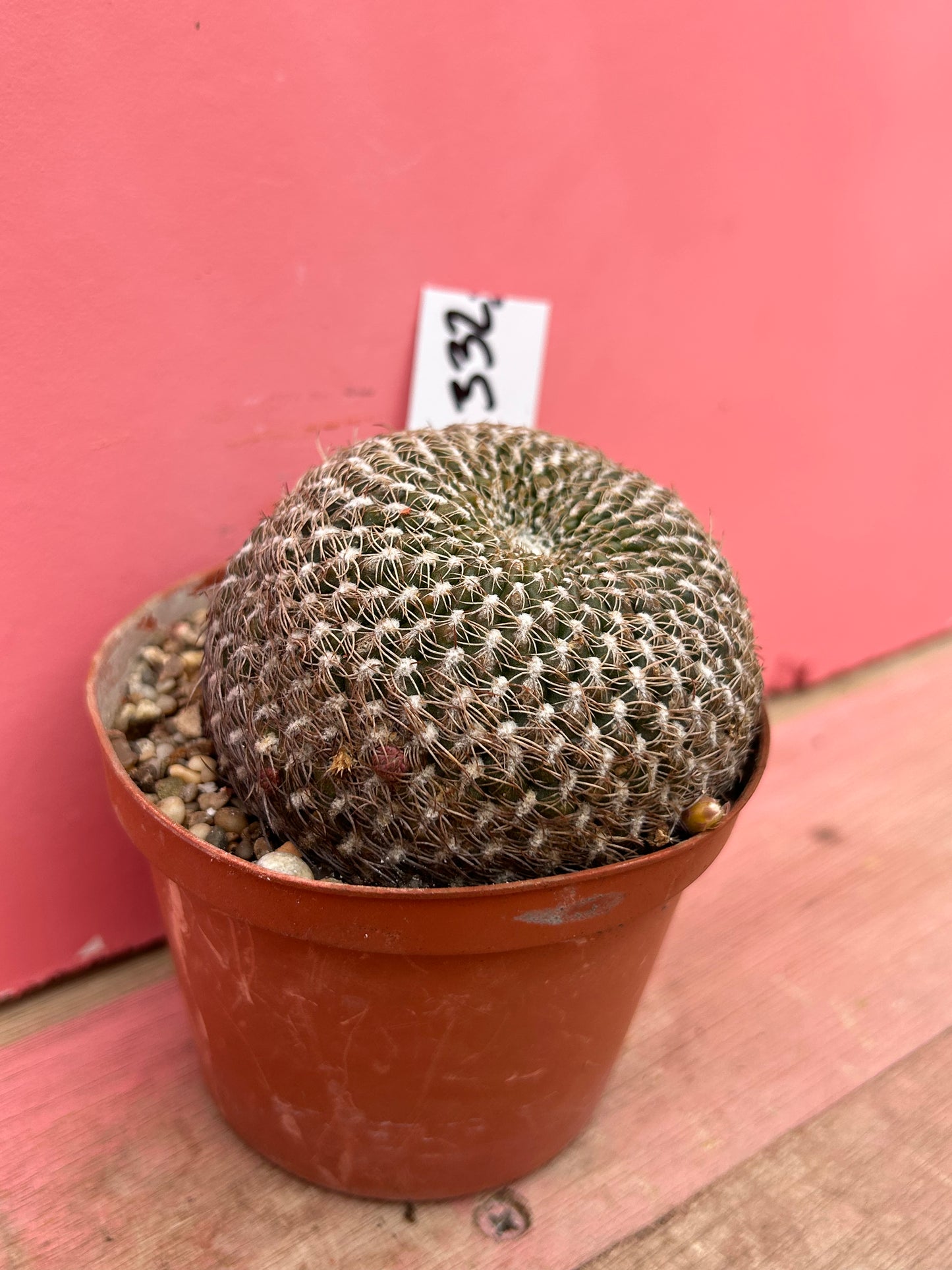 Sulcorebutia rauschii (332)