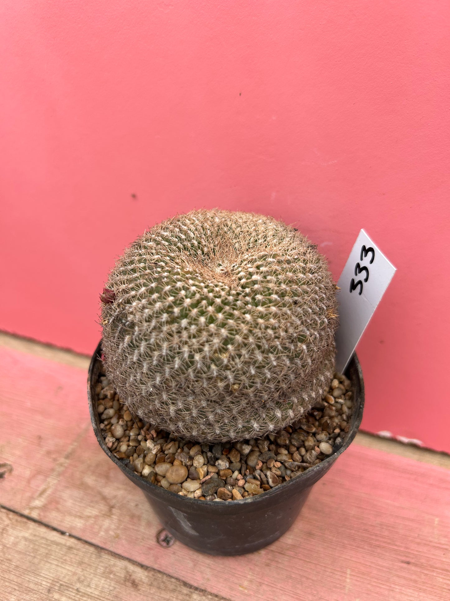 Sulcorebutia arenacea (333)