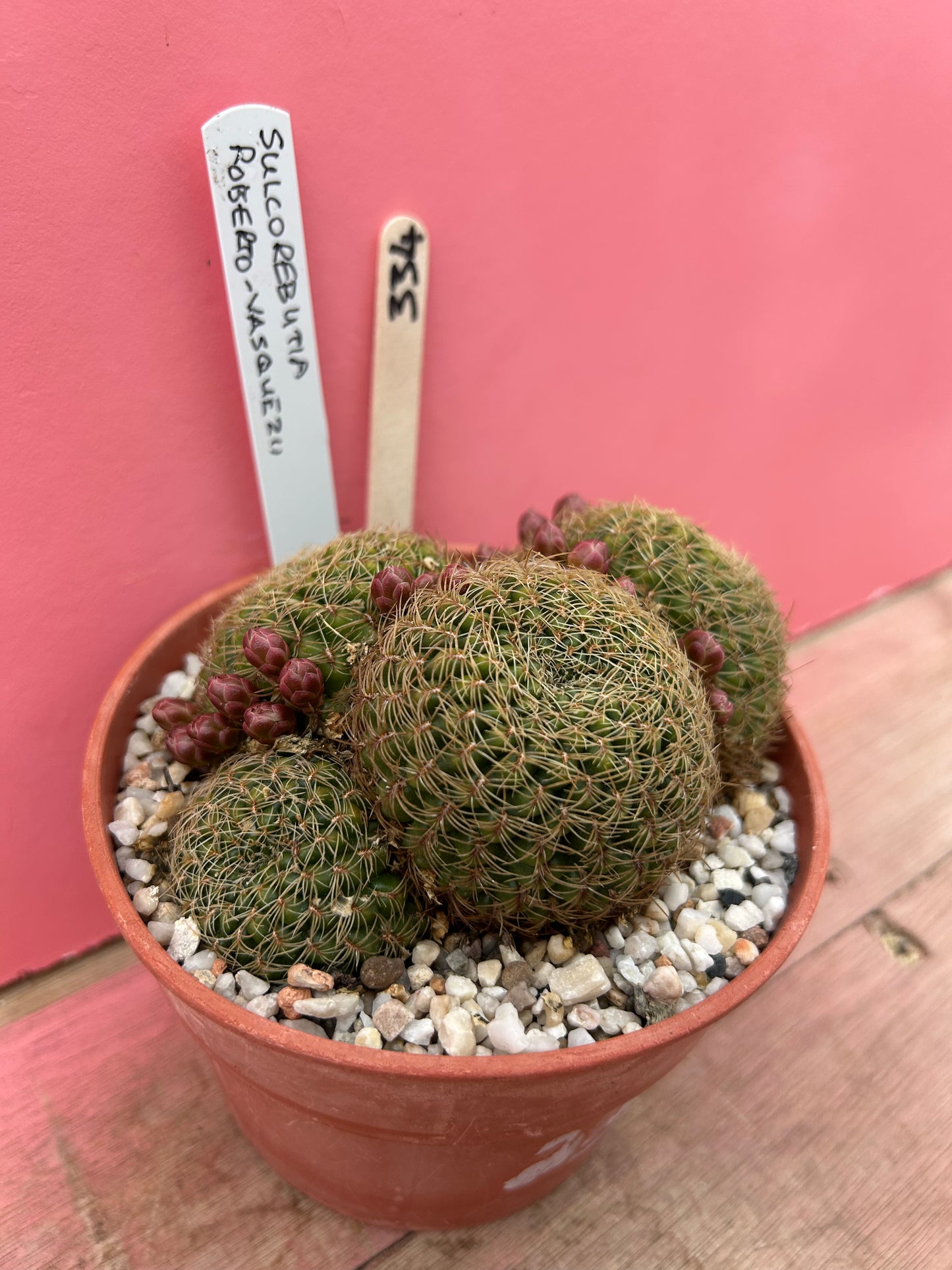 Sulcorebutia roberto-vasquezii (334)