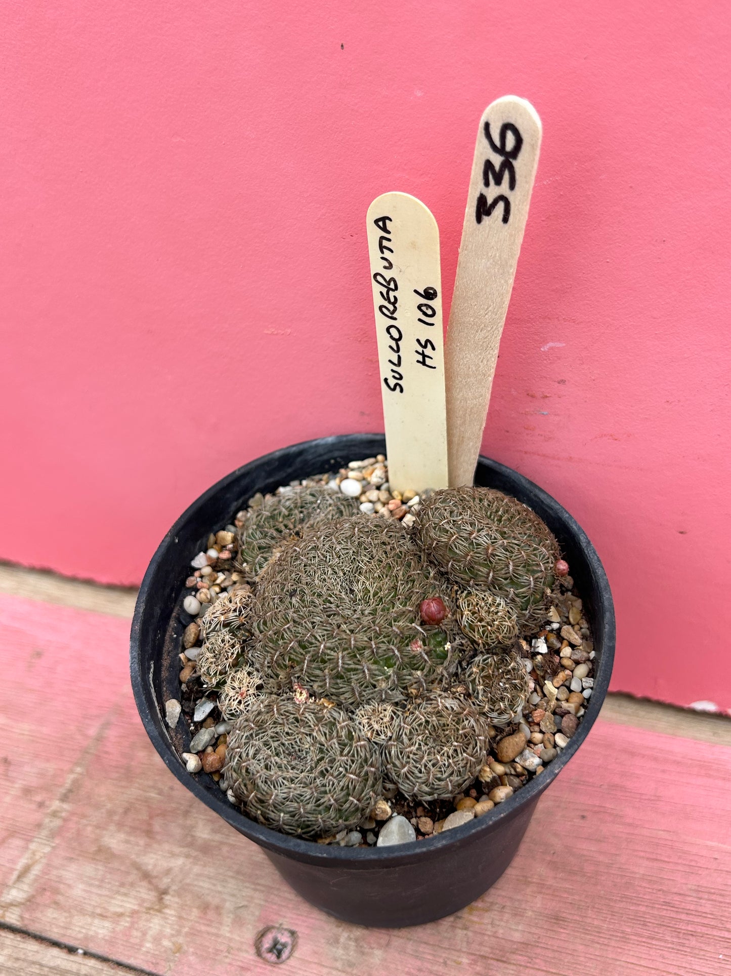 Sulcorebutia 'HS 106' (336)