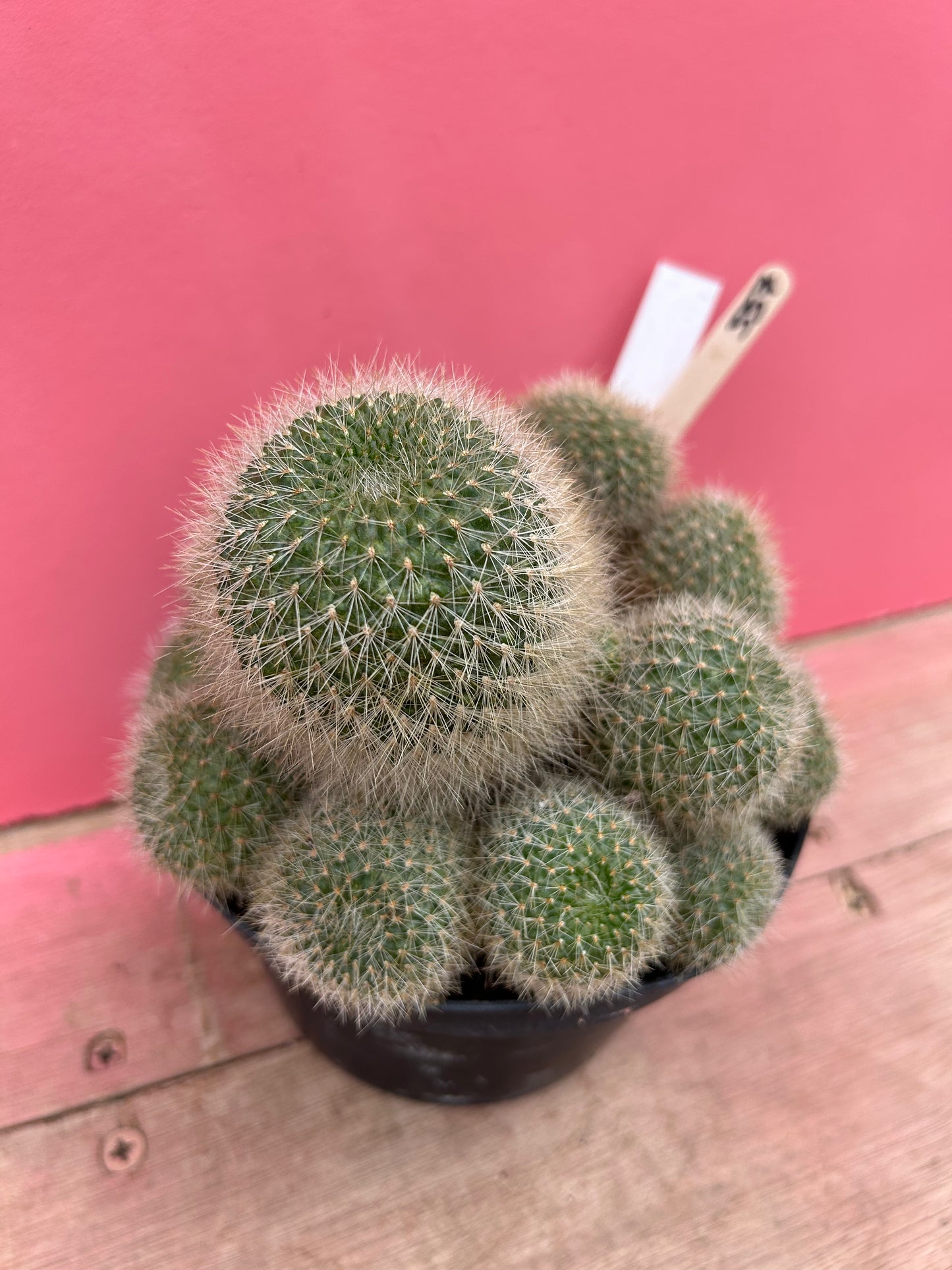 Rebutia senilis var. kesselringiana (337)