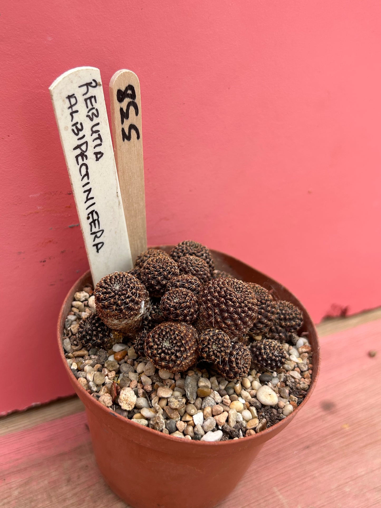 Rebutia albipectinifera (338)