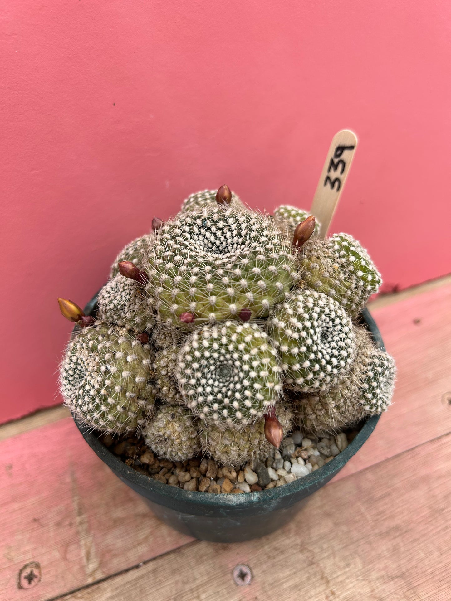 Rebutia krainziana yellow (339)