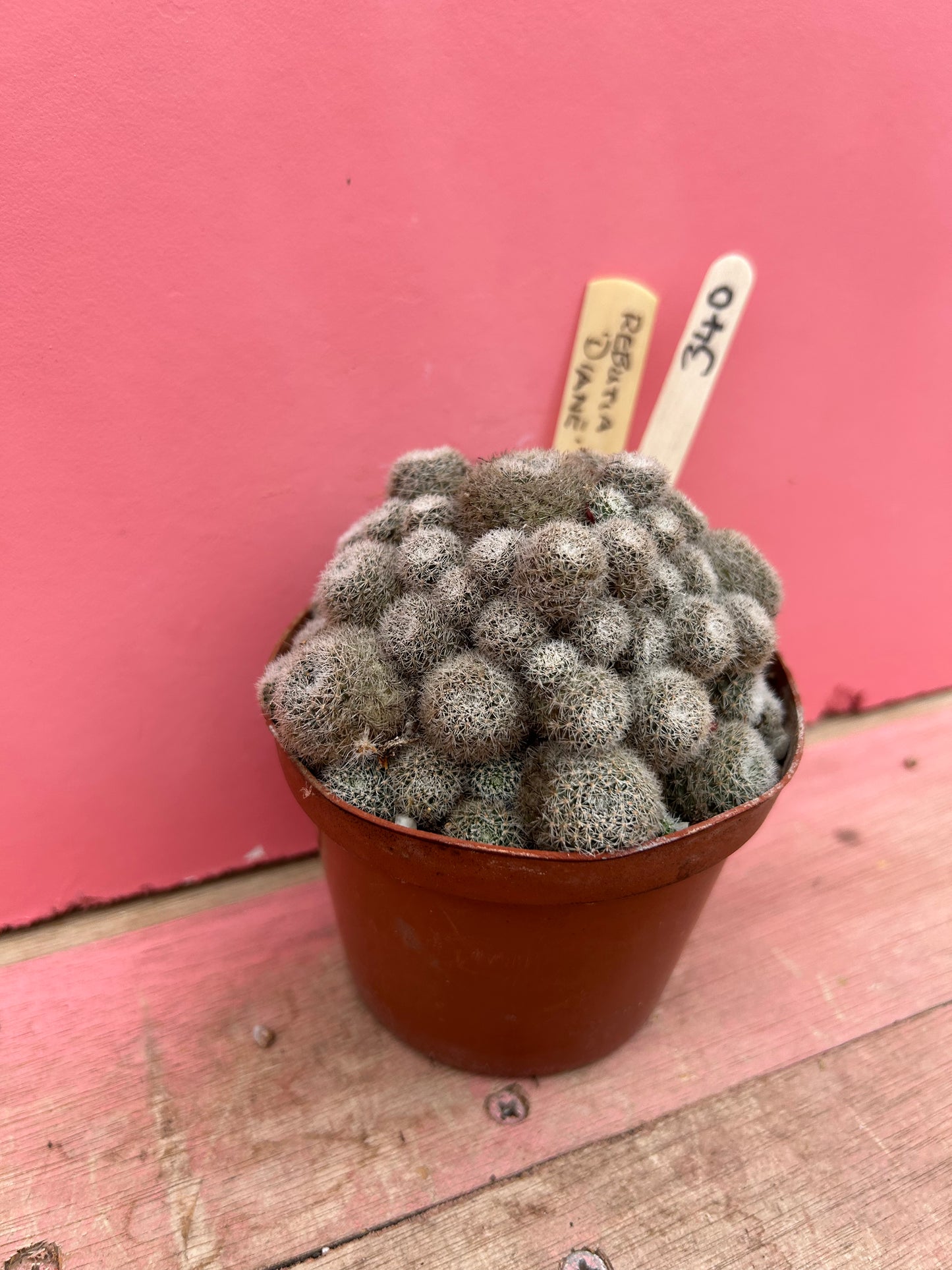 Rebutia 'Diane' (340)